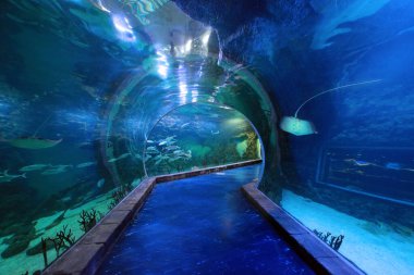 Moskova, Rusya - 22 Mart 2019: Krasnogorsk 'taki Crocus City Oceanarium' da 