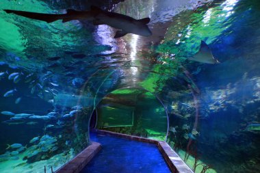 Moskova, Rusya - 19 Mart 2020: Krasnogorsk 'taki Crocus City Oceanarium' da 