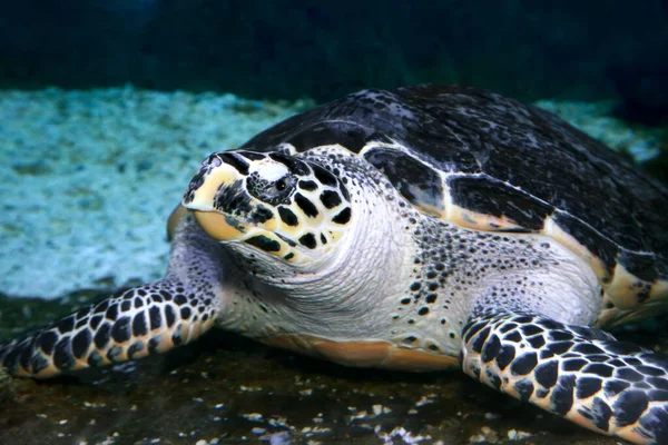 Hawksbill Turtle Lying Stones Sea Water — Stock Photo, Image