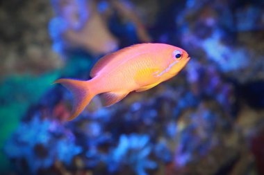 Dispar Anthias (Pseudanthias dispar) genellikle tuzlu su akvaryumunda bulunan Madder Seaperch olarak bilinir.