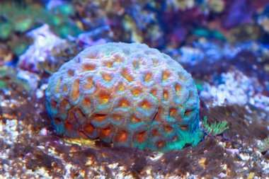 Favoriler Merulinidae familyasından bir polip taşlı mercan cinsidir.