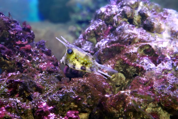 Vaquero Cuerno Largo Lactoria Cornuta Acuario Agua Mar — Foto de Stock