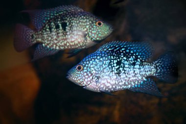 Güzel cichlasoma Herichthys tatlı su akvaryumundaki carpintis