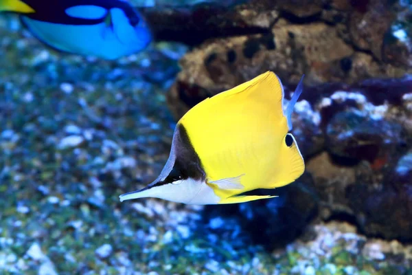 Yellow Longnose Butterflyfish Forcipiger Flavissimus Forceps Butterflyfish Species Marine Fish — Stock Photo, Image