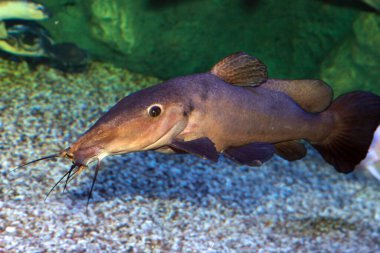 Zürafa yayın balığı Auchenoglanis Occidentalis tatlı su akvaryumunda