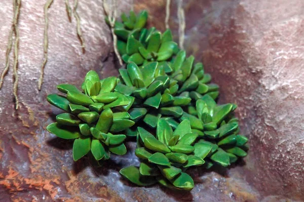 Equveria Suculento Rochas Desenho Flor Deserto — Fotografia de Stock