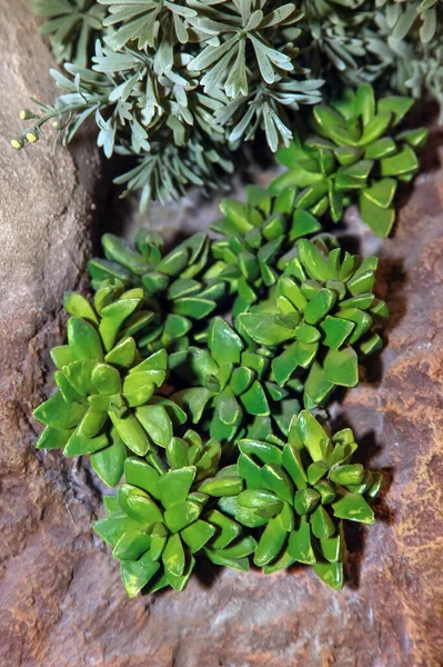 Суцільна Ешеверія Скелях Дизайн Квітів Пустелі — стокове фото