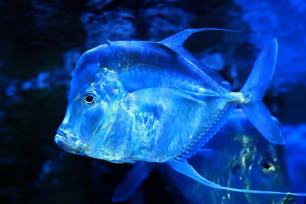 ルックダウンセレンの嘔吐物は カランギス科の塩水魚です — ストック写真