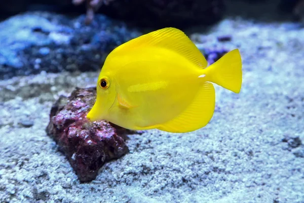 Желтый Тан Zebrasoma Flavescens Желтая Аквариумная Рыба Соленой Водой Семейства — стоковое фото