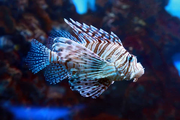 Pterois Volitans Red Lionfish Beautiful Dangerous Sea Fish — Stock Photo, Image