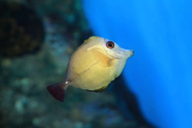 Kahverengi tang Zebrasoma skopas, ayrıca kahverengi cerrah balığı olarak da bilinir, deniz balığı.