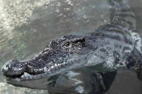 Крокодил Воді Зоопарку Крупним Планом — стокове фото