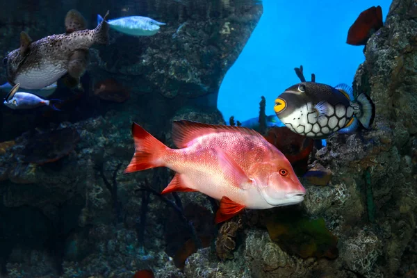 Pesci Tropicali Multicolori Che Nuotano Acquario Marino — Foto Stock