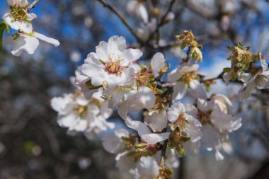 Kar gibi görünen zemin kapsayan yaprakları ile meyve bahçesinde beyaz çiçekleri ile bir Badem Bahçesinde çiçek açan Badem ağacının Close-Up.
