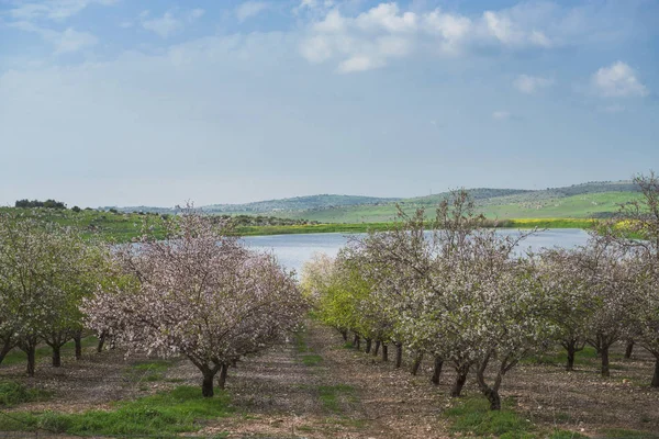 Almond tree garden blooming with pink and white flowers in orchard with petals covering the ground appearing like snow, view through tunnel between rows of trees to the lake and hills. Central Israel