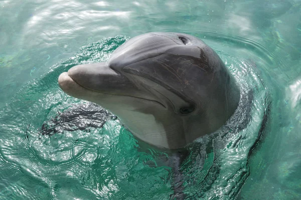 闭上海豚的肖像微笑着看着摄像机 免版税图库图片