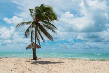 Palmiye ağaçları, Trinidad, Küba, Karayip Adaları ile tropikal kumlu plaj. Playa Mara Aguilar