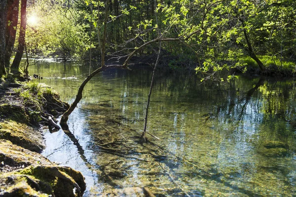 Sun glare in a deep forest stream with crystal clear water. Plitvice lakes, Croatia UNESCO world heritage site