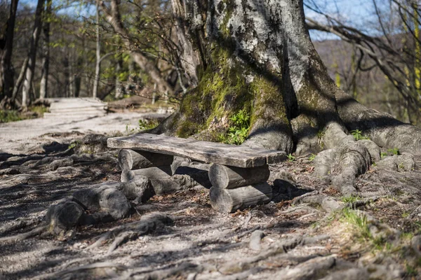 Banco Madera Bosque Profundo Descanse Durante Camino Lagos Plitvice Croacia —  Fotos de Stock