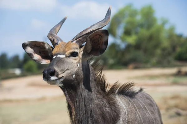 Portrait of a single male animal. The greater kudu (Tragelaphus strepsiceros) is a woodland antelope found throughout eastern and southern Africa