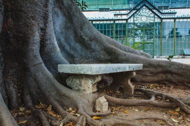 Büyük bir ağacın köklerinde taş bir bank.