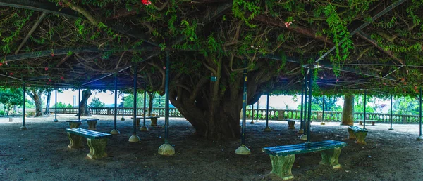 Un árbol para la relajación con bancos en un parque — Foto de Stock