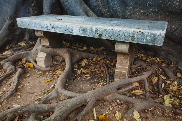 Un banco de piedra en las raíces de un gran árbol — Foto de Stock