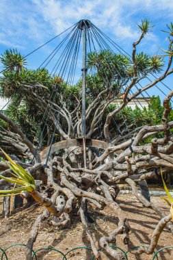 Parkta dalların askısı olan bir ağaç.