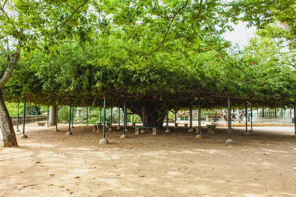 Un árbol para la relajación con bancos en el parque — Foto de Stock