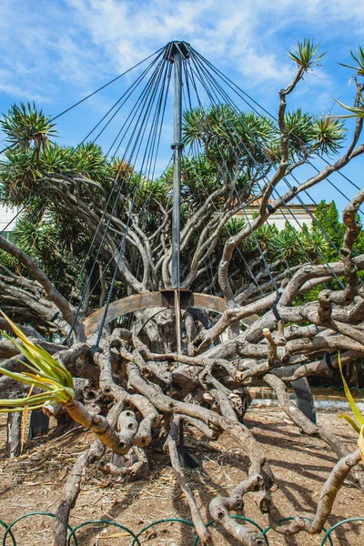 Un árbol con tirantes de las ramas en un parque — Foto de Stock