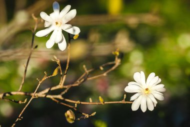 Manolya ağacının parktaki güzel manzarası.
