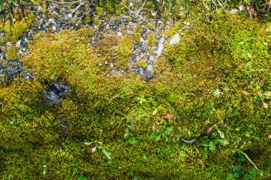 Güneşli bir günde yosun kaplı bir taş.