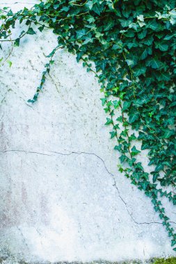 Sarmaşıkla kaplı beyaz bir duvar.