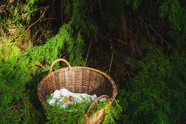 Ormanda ardıç ağacının altında fotoğraf çekme sepeti.