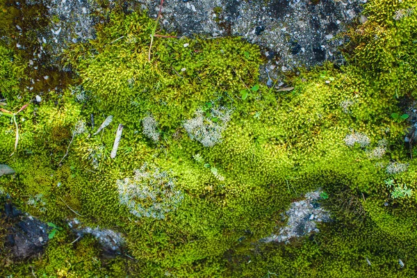 Stone covered with moss in a sunny day — 스톡 사진