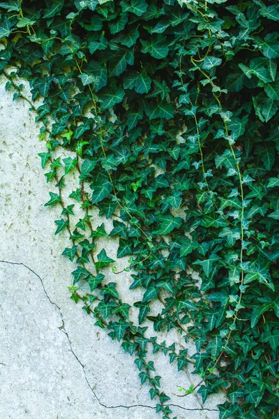 Una pared blanca cubierta de hiedra —  Fotos de Stock