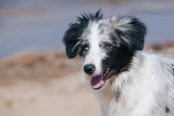 Portre sevimli şirin mavi Merle kenar kömür ocağı köpek yavrusu sahilde — Stok fotoğraf