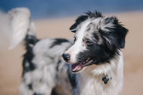 Retrato adorable lindo azul merle frontera collie cachorro en la playa — Foto de Stock