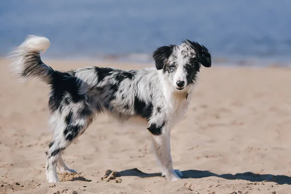 น่ารักน่ารักสีฟ้า Merle Border Collie ลูกสุนัขบนชายหาดยืนและมองไปที่กล้อง — ภาพถ่ายสต็อก