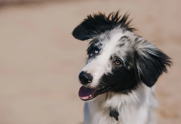 Portre sevimli şirin mavi Merle kenar kömür ocağı köpek yavrusu sahilde — Stok fotoğraf