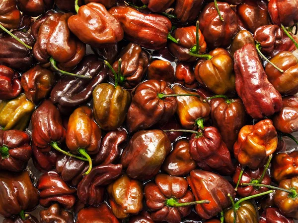 Chocolate Habanero peppers — Stock Photo, Image