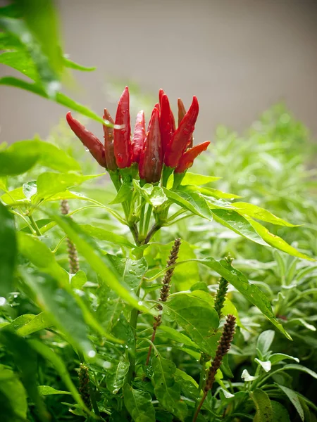 Chili bloem vorming Rechtenvrije Stockfoto's