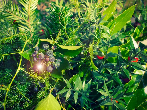 Gloeiende groene gebladerte Rechtenvrije Stockafbeeldingen