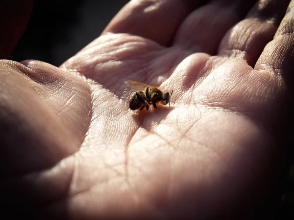 Проблема умирающих пчёл — стоковое фото
