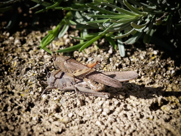 Grasshoppers amor — Fotografia de Stock