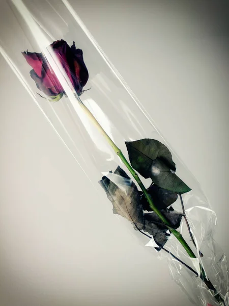 Uma Rosa Que Murcha Celofane Após Dia Dos Namorados — Fotografia de Stock