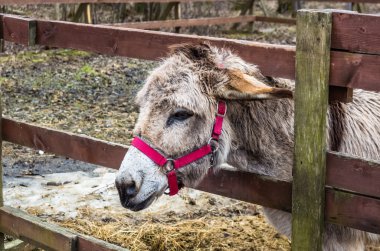 Harnessed eşek portre