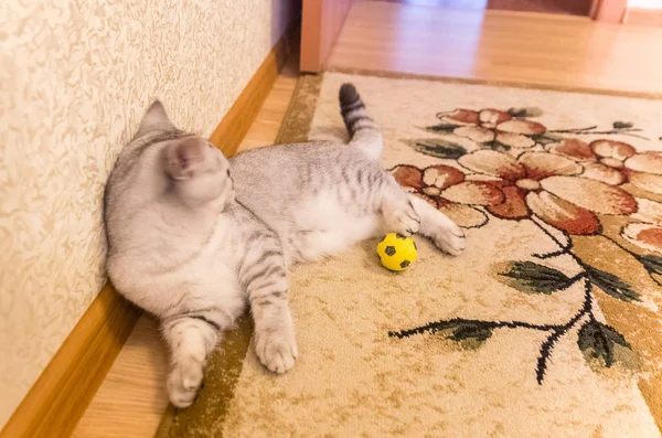Hauskatze spielt auf dem Fußboden — Stockfoto