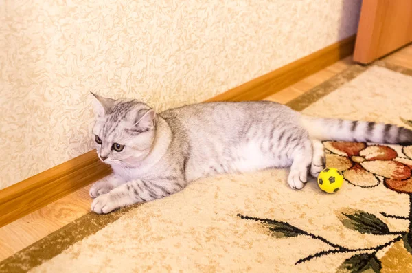 Gato doméstico jugar en el suelo — Foto de Stock