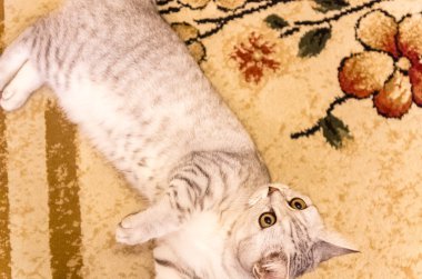 Yerli kedi oyun yerde